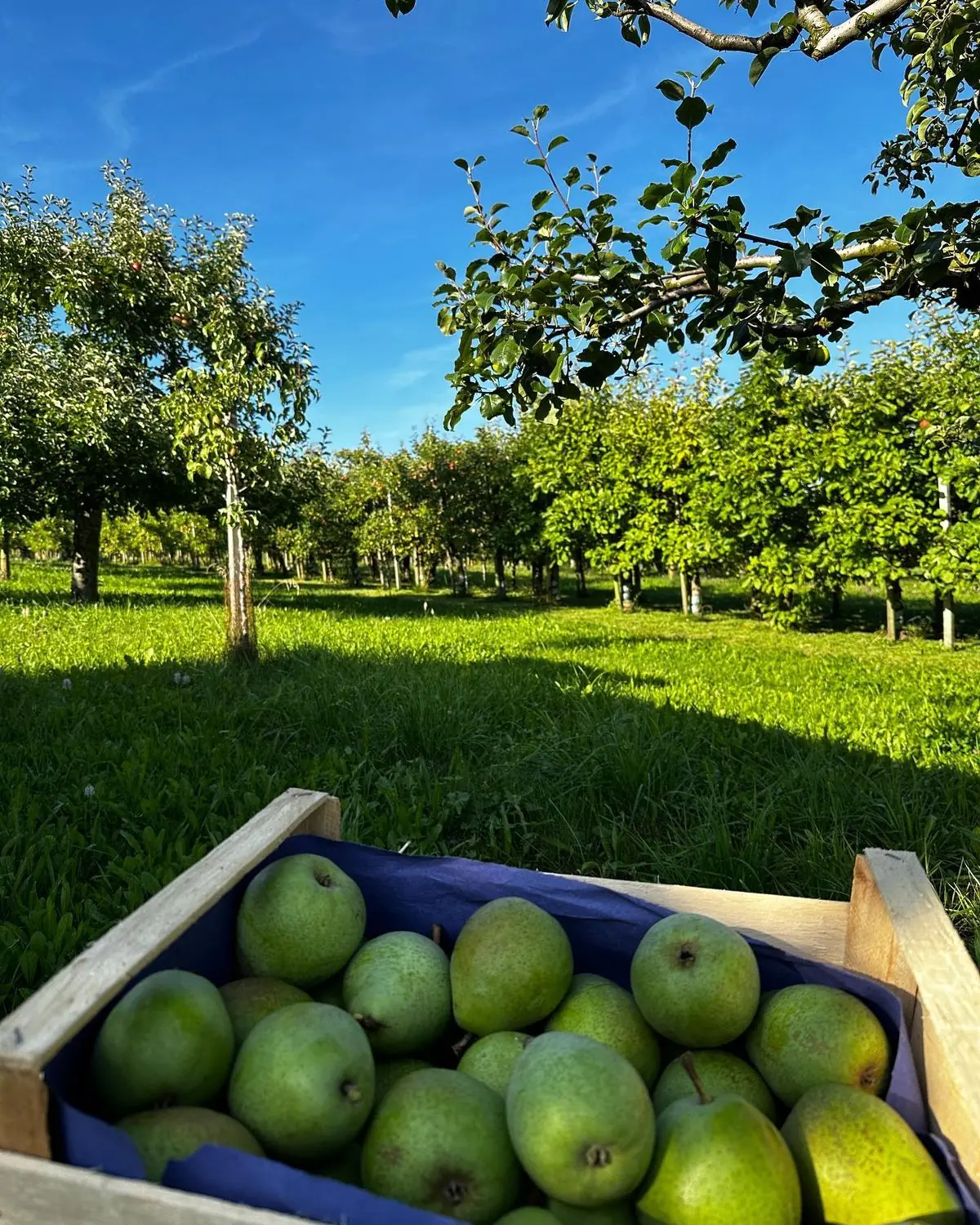Eine Kiste grüner Äpfel unter Obstbäumen